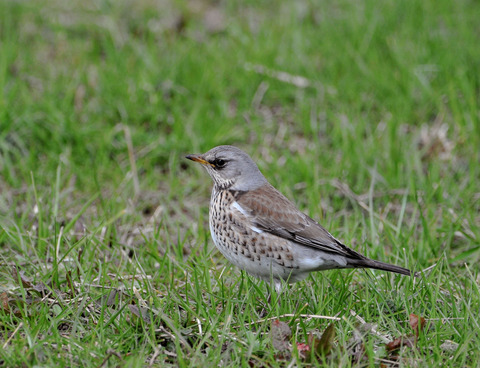 ノハラツグミ2006