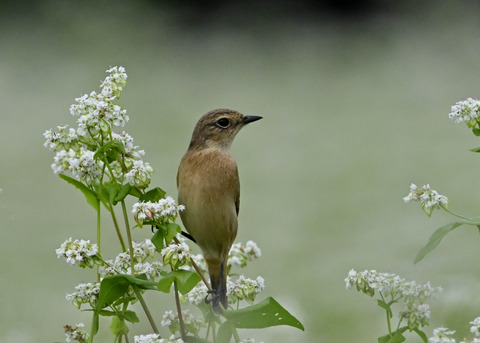 ノビタキ♀5384
