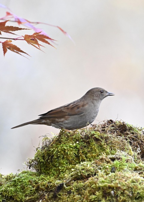 カヤククセリ6139