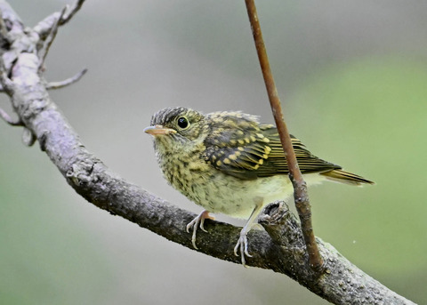 キビタキ幼鳥2630
