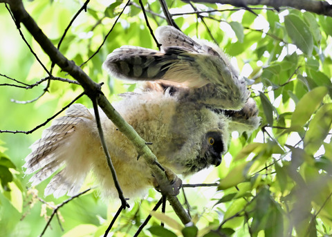 トラフズクのヒナ2190
