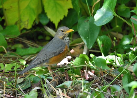 カラアカハラ若♂4667