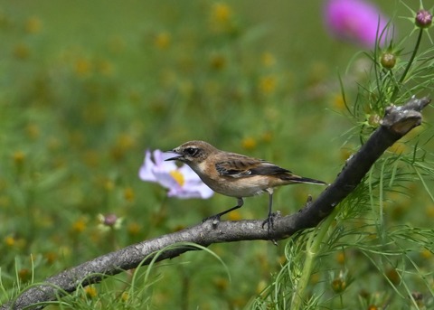 ノビタキ♀6451