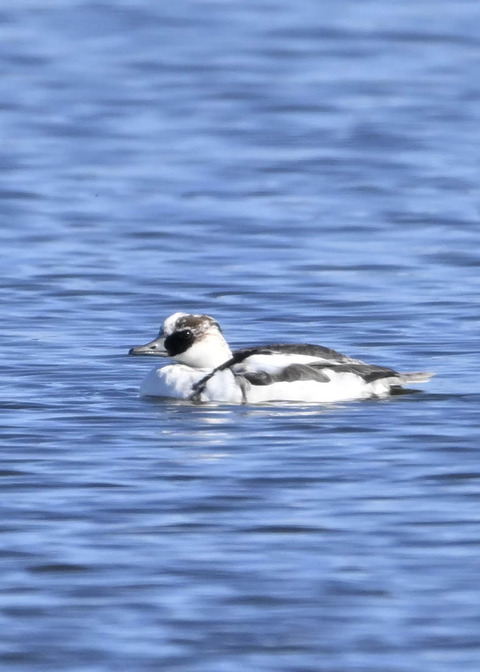 ミコアイサ♂0366