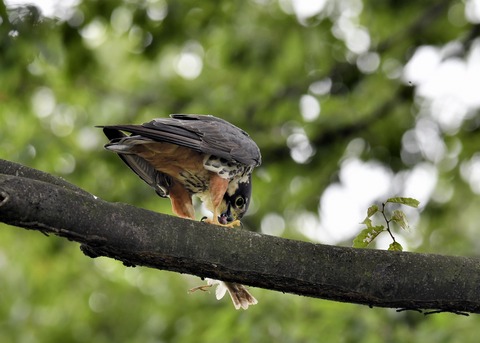 チゴハヤブサ3320