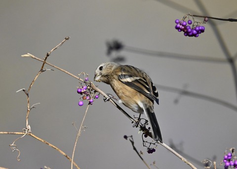 ベニマシコ♀1019