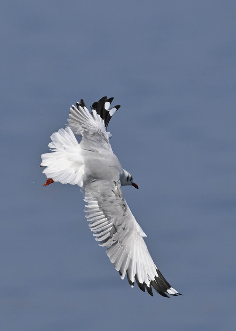 チャガシラカモメ3351