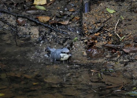 コ゜シ゜ュウカラ7709