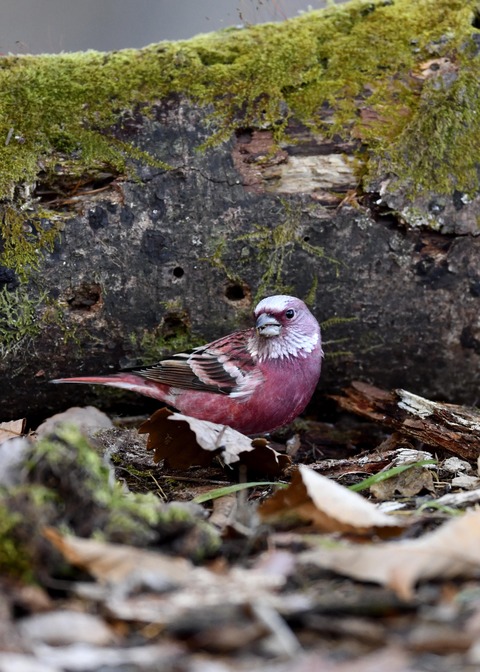 オオマシコ♂9639