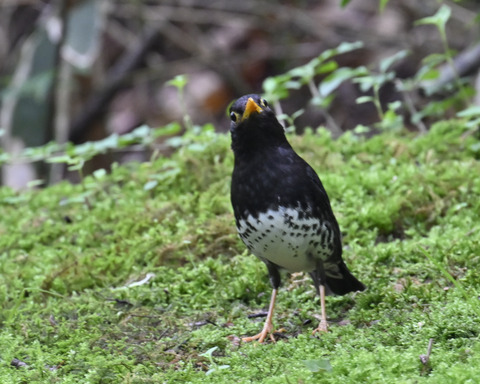 クロツグミ♂5765