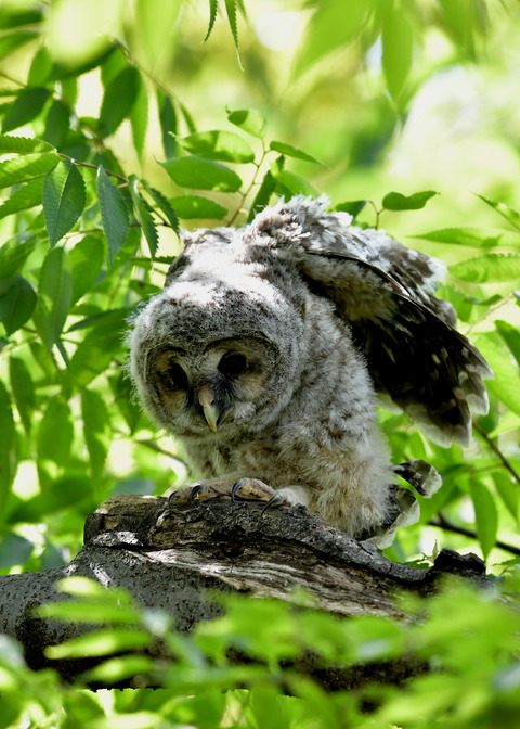 フクロウのヒナ1577