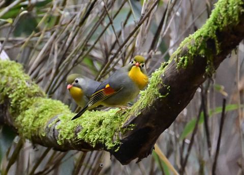 ソウシチョウ5705