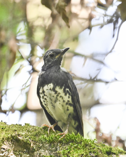 マミジロ♂幼鳥3366