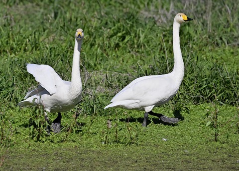 オオハクチョウ2825