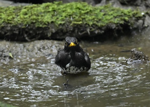 クロツグミ♂9497