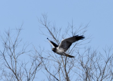 チュウヒ大陸型0086
