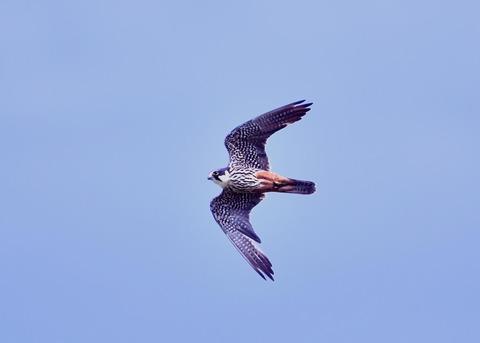 飛ぶ・チゴハヤブサ♂0942