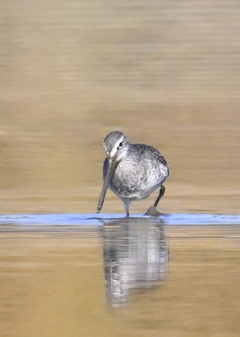 オオハシシギ6140