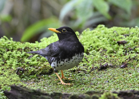 クロツグミ♂4029