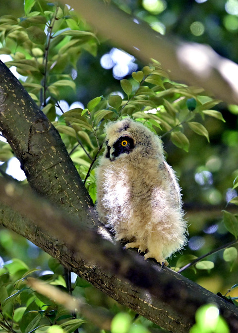 トラフズクのヒナ7289