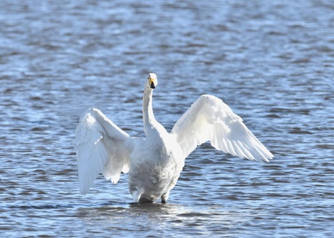 オオハクチョウ1543