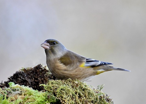 オオカワラヒワ8042