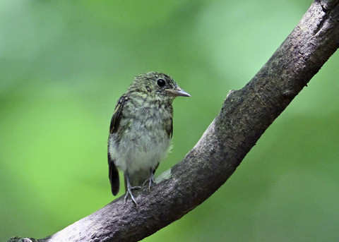 キビタキ幼鳥7568