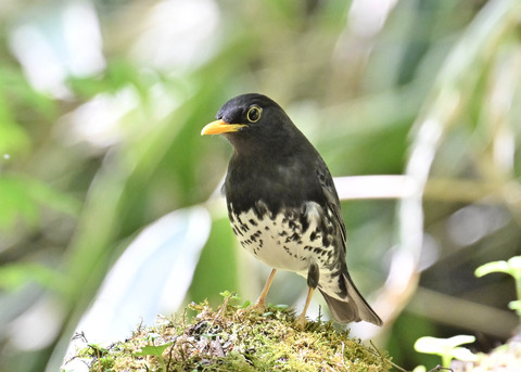 クロツグミ♂5525