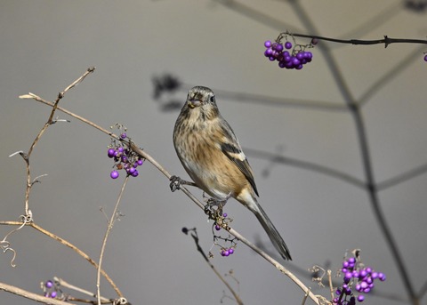 ベニマシコ♀0952
