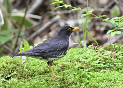 クロツグミ♂3017