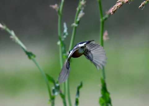 飛ぶ・ムギマキ♂0029