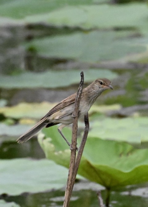 オオヨシキリ9101