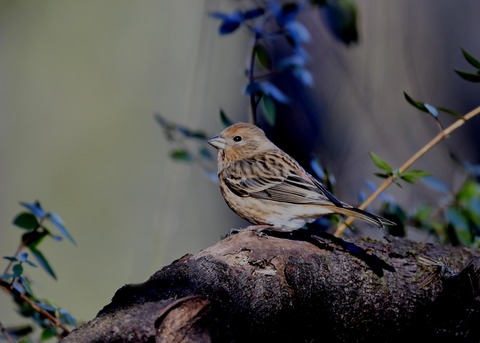 オオマシコ若鳥8880