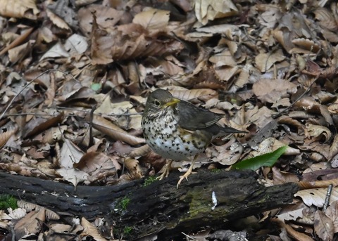 クロツグミ幼鳥6203