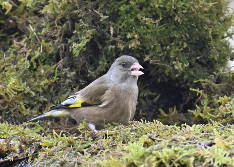 オオカワラヒワ7674