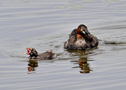 カイツブリ親子2882
