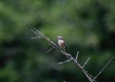 ノビタキ幼鳥1177