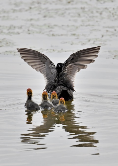 オオバン親子8323