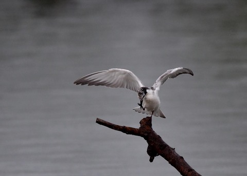 クロハラアジサシ幼鳥1856