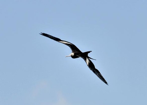 オオグンカンドリ2582