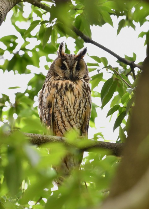 トラフズク♀1092