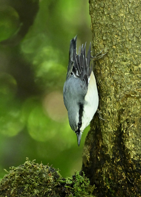 ゴジュウカラ1425