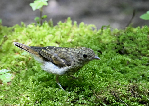 キビタキ幼鳥9030