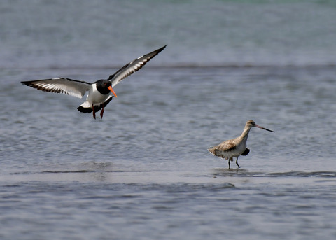 飛ぶ・ミヤコドリ9121