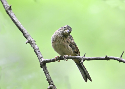 ホオジロ幼鳥3396