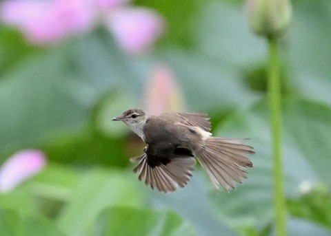 オオヨシキリ9220