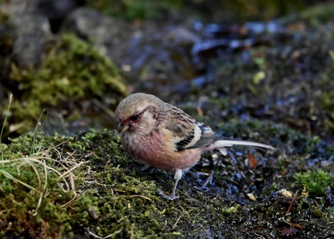 ベニマシコ♂5530