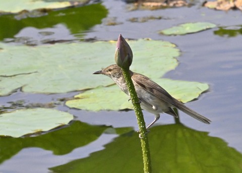 オオヨシキリ4044