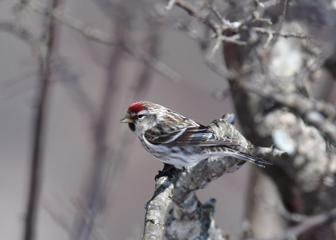 ベニヒワ♀3875