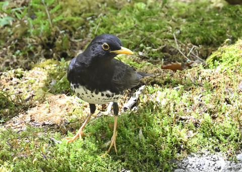クロツグミ♂3633